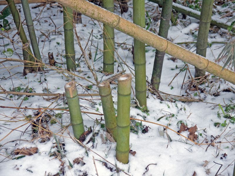 bamboo removal
