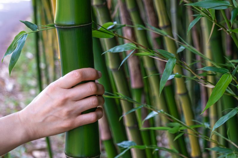 Bamboo Removal Process
