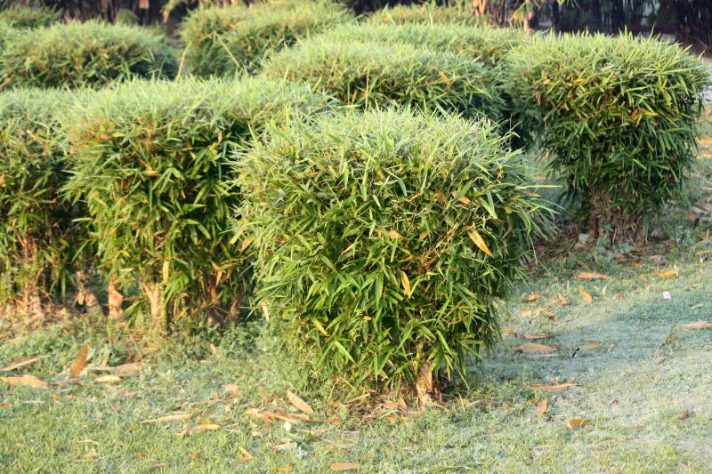 Winter Bamboo Management