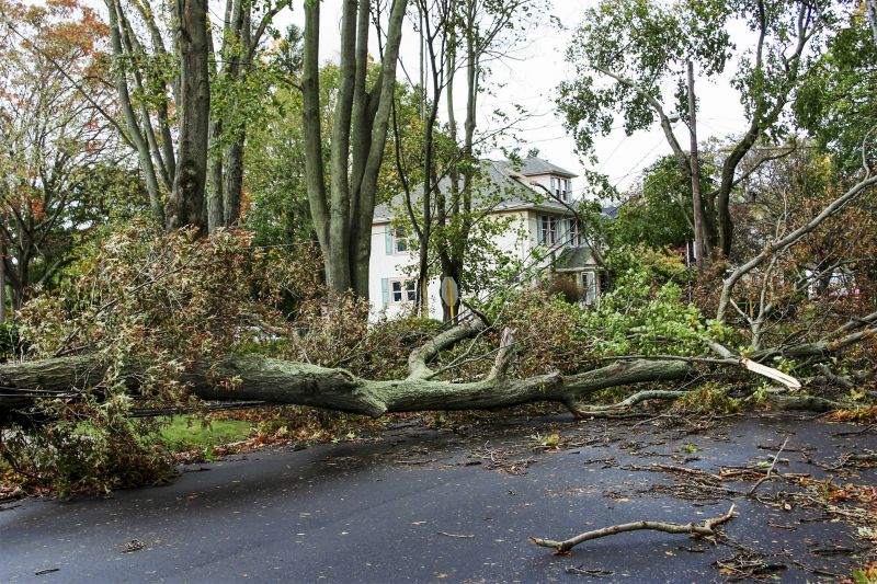 Fallen Tree on Lawn