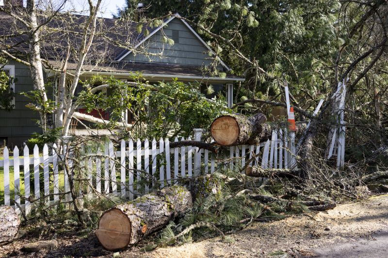 Maple Tree Removal in San Jose, CA