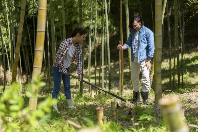 Products For Bamboo Removals in use