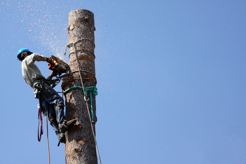 Specialized Tree Care Services