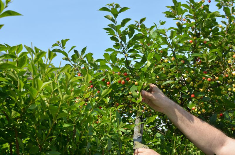 Peach Tree Pruning in Reno, NV